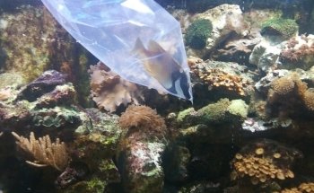 Club Aquariophile - Les Abysses