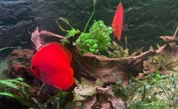 Association Chalonnaise d'Aquariophilie