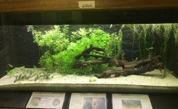 Association Chalonnaise d'Aquariophilie