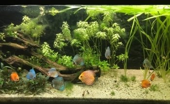 Association Chalonnaise d'Aquariophilie