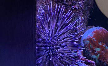 Association Chalonnaise d'Aquariophilie