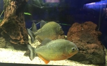 Association Chalonnaise d'Aquariophilie