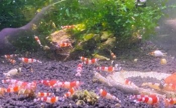 Association Chalonnaise d'Aquariophilie