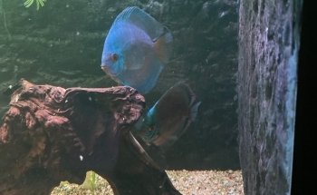 Association Chalonnaise d'Aquariophilie