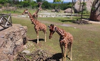 Zoo Zürich