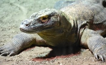 AQUATIS Aquarium-Vivarium