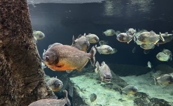 AQUATIS Aquarium-Vivarium