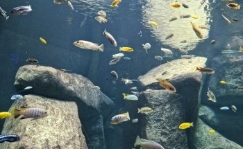 AQUATIS Aquarium-Vivarium