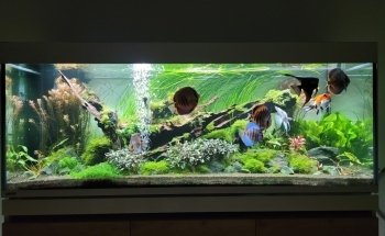 AEP Concept Sàrl / Swiss Aqua Shop