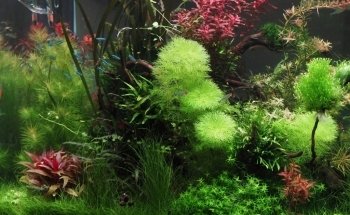 AEP Concept Sàrl / Swiss Aqua Shop