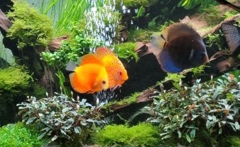 AEP Concept Sàrl / Swiss Aqua Shop