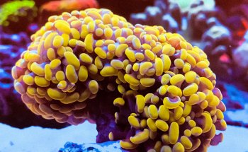 Swiss Coral Alliance - Private Korallen Zucht - Meerwasser Aquaristik