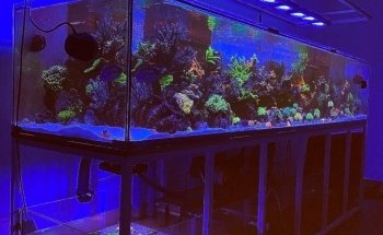Swiss Coral Alliance - Private Korallen Zucht - Meerwasser Aquaristik