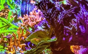 Swiss Coral Alliance - Private Coral Farm - Marine Aquaristics