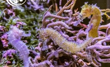 Swiss Coral Alliance - Private Korallen Zucht - Meerwasser Aquaristik