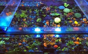 Swiss Coral Alliance - Private Korallen Zucht - Meerwasser Aquaristik