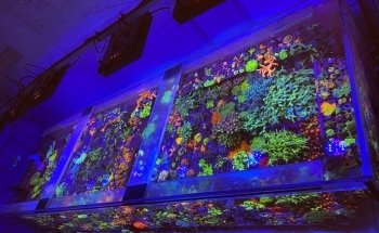 Swiss Coral Alliance - Private Korallen Zucht - Meerwasser Aquaristik