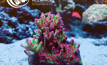 Swiss Coral Alliance - Private Korallen Zucht - Meerwasser Aquaristik