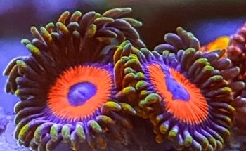 Swiss Coral Alliance - Private Korallen Zucht - Meerwasser Aquaristik