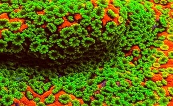 Swiss Coral Alliance - Private Korallen Zucht - Meerwasser Aquaristik