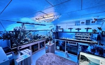 Unterwassergarten Tanner