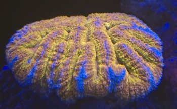 Unterwassergarten Tanner