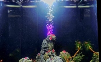 Unterwassergarten Tanner