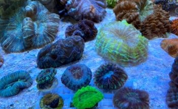 Reefolution Aquaristik