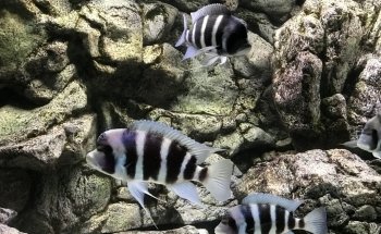 Fessler Schreinerei & Aquaristik