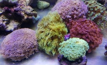 Aquaristik Design GmbH