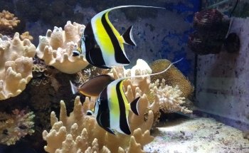 Aquaristik Design GmbH