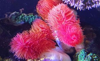 Aquaristik Design GmbH