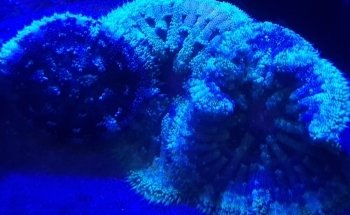 Aquaristik Design GmbH