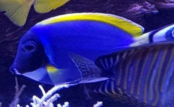 Aquaristik Design GmbH