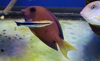 Aquaristik Design GmbH