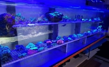 Aquaristik Design GmbH