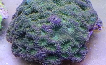 Aquaristik Design GmbH