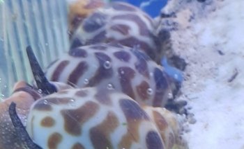 Aquaristik Design GmbH