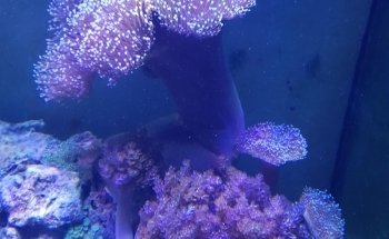 Aquaristik Design GmbH