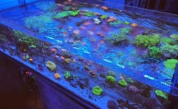 Tecnología de Sistemas de Acuarios AG