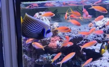 Aquarium Systems Technology AG