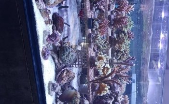 Aquarium Systems Technology AG