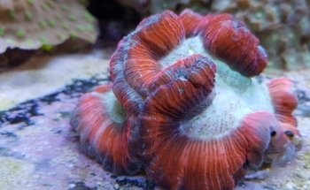 Aquarium Systems Technology AG