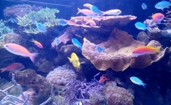 Aquarium Systems Technology AG