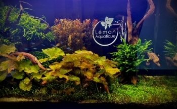 leman aquatique sàrl