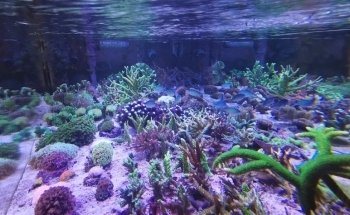 Leman Aquatique sàrl