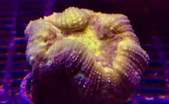 leman aquatique sàrl