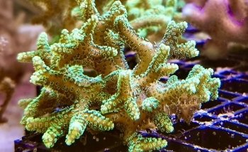 leman aquatique sàrl