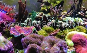 Coral Farm Switzerland Sàrl