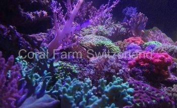 Coral Farm Switzerland Sàrl